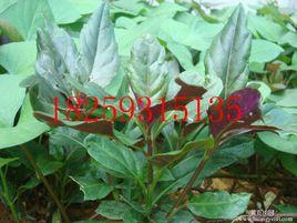 兩色補血草 兩色補血草