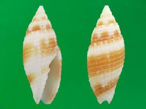 布紋筆螺 布紋筆螺