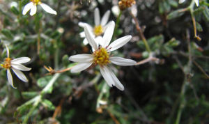 白背紫菀 白背紫菀