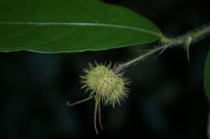 褐毛野桐 褐毛野桐