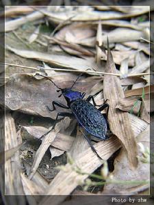 藍拉步甲 藍拉步甲