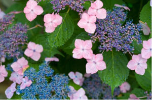 澤八繡球 澤八繡球