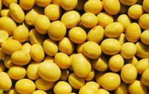 骨里青大豆 骨里青大豆