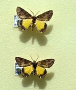 赭點峰尺蛾 赭點峰尺蛾