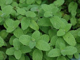 蘋果薄荷 蘋果薄荷