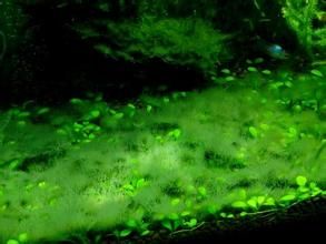 鹿角網地藻 鹿角網地藻