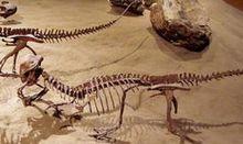 劍角龍化石