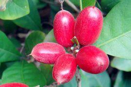 海南神秘果 海南神秘果