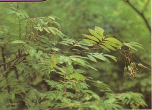 扁刺薔薇 扁刺薔薇