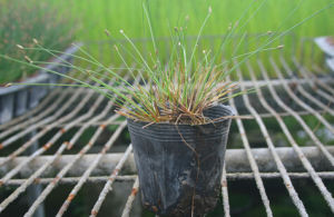 密花荸薺 密花荸薺