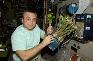 太空中培育蔬菜外形怪異