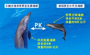 印尼瓶鼻海豚   PK  熱帶點斑海豚