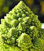 球毛旋體藻 球毛旋體藻