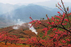 上坪桃花山 上坪桃花山
