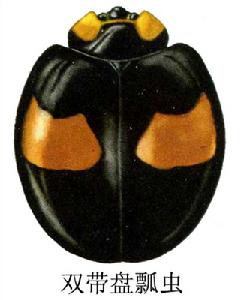 雙帶盤瓢蟲 雙帶盤瓢蟲
