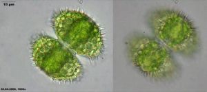 星芒雙星藻 星芒雙星藻