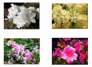 卓尼杜鵑 卓尼杜鵑