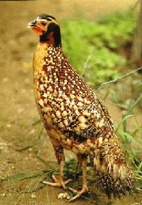 永安天寶岩自然保護區