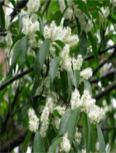 宿苞山礬 宿苞山礬