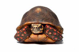 紅腿陸龜 紅腿陸龜