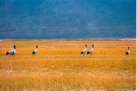 肅北蒙古族自治縣