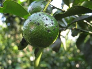 鼠刺小煤炱 鼠刺小煤炱