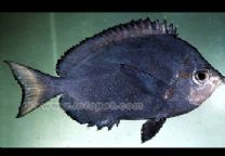 多棘霞蝶魚 多棘霞蝶魚