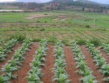 廟山腳村 廟山腳村