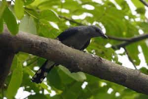 （圖）暗灰鵑鵙