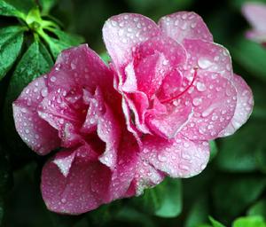 丹東杜鵑 丹東杜鵑