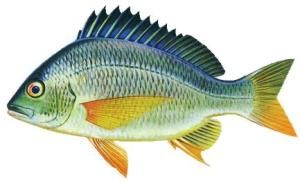 紫水晶鯛 紫水晶鯛