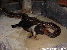 青鱗巨蟒 青鱗巨蟒