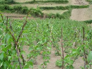 鐵門坎村白芸豆種植