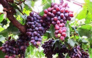 北京開心莊園採摘園 北京開心莊園採摘園