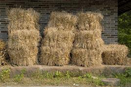 柴胡[中藥名稱]