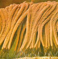 髮網菌屬 髮網菌屬