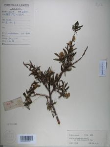 灌柳(變種) 灌柳(變種)