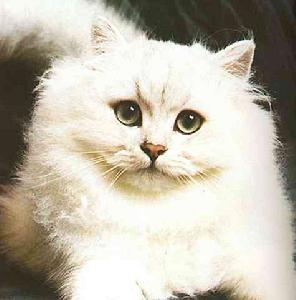 （圖）韋爾斯貓