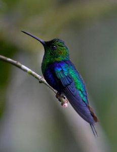 綠頎妍蜂鳥 綠頎妍蜂鳥