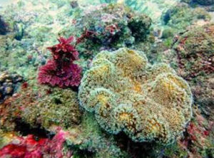 肉質葉形軟珊瑚
