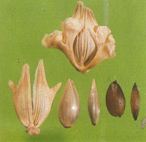 奇異虉草 奇異虉草