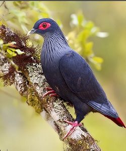 馬島藍鳩 馬島藍鳩