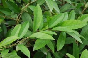 穗序丁公藤 穗序丁公藤