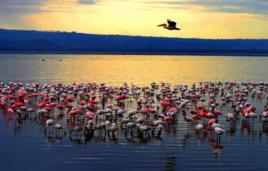 納庫魯湖 納庫魯湖