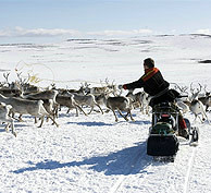 薩米人在芬馬克高原（Finnmarksvidda）放牧馴鹿，挪威