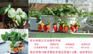 郝家營綠色蔬菜基地 郝家營綠色蔬菜基地