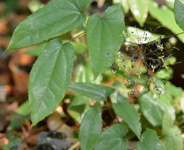 多花淫羊藿 多花淫羊藿