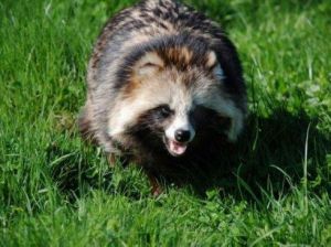 貉指名亞種 貉指名亞種