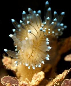 水晶海蛤蝓