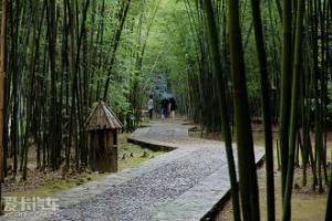 竹海森林公園[肇慶市]
